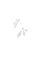 Jayden Earring